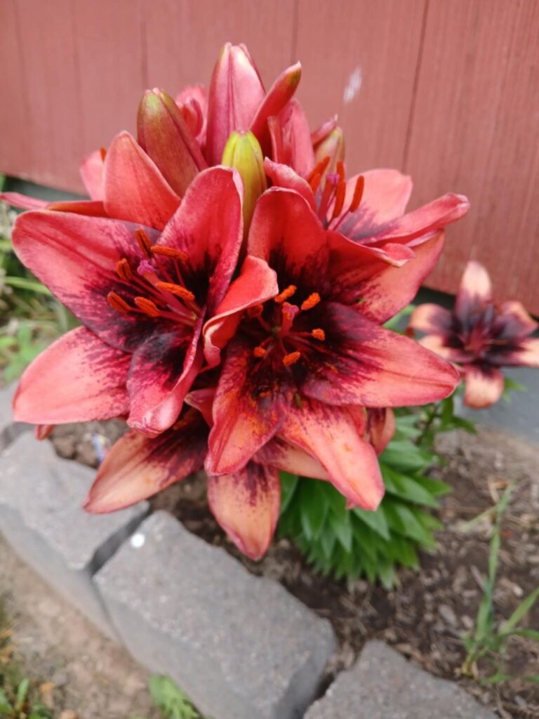 Red Lilies