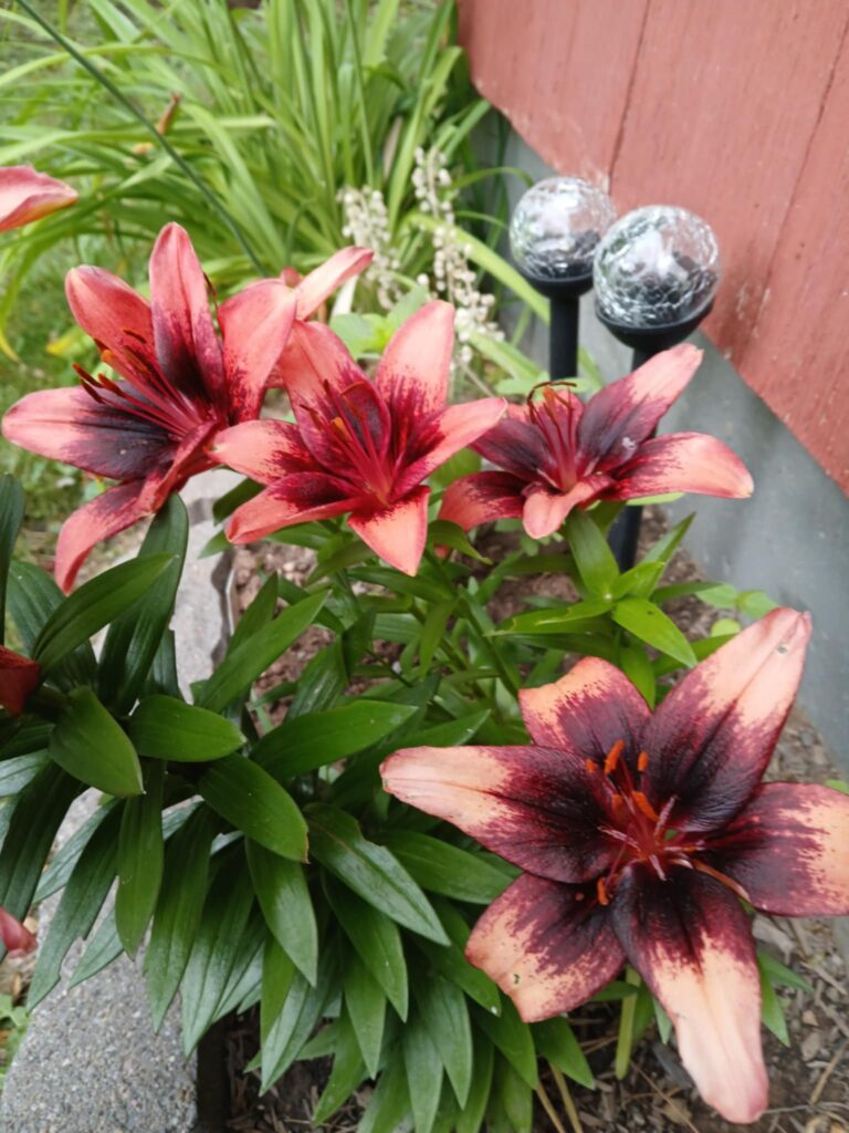 Red Lilies